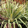 Yucca filamentosa 'Color Guard' 50-60 cm 35L