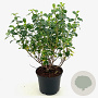 Escallonia 'Iveyi' 25-30 cm 2,0L