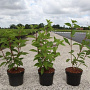Hydrangea pan. 'Phantom' 40-50 cm 3,5L
