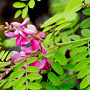 Indigofera heterantha 30-40 cm 2,5L
