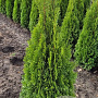 Thuja occ. 'Smaragd' 100-125 cm met kluit