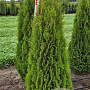 Thuja occ. 'Smaragd' 125-150 cm met kluit