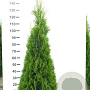 Thuja occ. 'Smaragd' 140-160 cm met kluit
