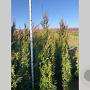 Thuja pl. 'Martin' 200-225 cm met kluit