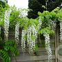 Wisteria sinensis 'Alba' 110-120 cm 7,5L piramide