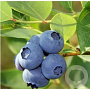 Vaccinium c. 'Jersey' 30-40 cm 3,5L