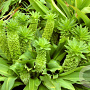 Eucomis autumnalis 25-30 cm 3,5L