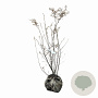 Amelanchier lamarckii 80-100 cm met kluit
