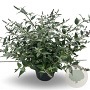 Buddleja 'Blue Chip' 3,0L