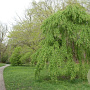 Cercidiphyllum j. 'Morioka Weeping' 8-10 cm 25L 200 cm stam