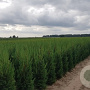 Cupressocyparis leylandii '2001' 100-125 cm met kluit