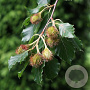 Fagus syl. 'Quercoides' 350-400 cm draadkluit
