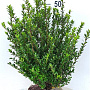 Ilex crenata 'Caroline Upright' 50-60 cm met kluit
