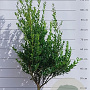 Ilex maximowicziana kanehirae 80-100 cm met kluit