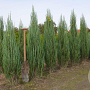 Juniperus s. 'Blue Arrow' 100-125 cm met kluit