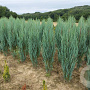 Juniperus s. 'Blue Arrow' 140-160 cm met kluit