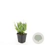 Lavandula ang. 'Dwarf Blue' 15-20 cm P13