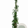 Lonicera henryi 175-200 cm 7,5L Gestokt