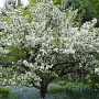 Malus toringo 'Tina' 14-16 cm 35L 200 cm stam