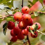 Malus toringoides 'Mandarin' 14-16 cm 50L