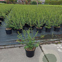 Osmanthus burkwoodii 50-60 cm 5,0L