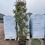 Photinia fraseri 'Red Robin' 200-250 cm 50L