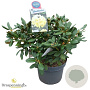 Rhododendron (Y) 'Centennial Gold' 50-60 cm 10L