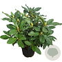 Rhododendron 'Cunningham's White' 30-40 cm 5,0L struik