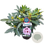 Rhododendron Kabarett 30-40 cm 5,0L struik