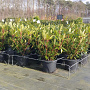 Rhododendron ponticum 40-50 cm 5,0L