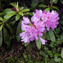 Rhododendron ponticum 120 cm container