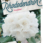 Rhododendron (Y) 'Porzellan' 40-50 cm 20L