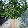 Robinia elliottii 8-10 cm 35L 225 cm stam