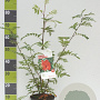 Sorbus aucuparia 40-60 cm 3,0L