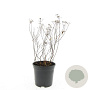 Spiraea jap. 'Anthony Waterer' GM C1.3
