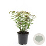 Spiraea jap. 'Genpei' GM C1.3