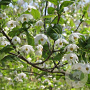 Styrax jap. 'Purple Haze' 10-12 cm 50L beveerd 