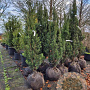 Taxus b. 'Fastigiata' 100-120 cm met kluit