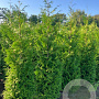 Thuja occ. 'Brabant' 250-275 cm draadkluit