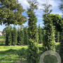 Thuja occ. 'Brabant' 250-300 cm met kluit