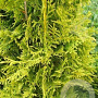 Thuja occ. 'Golden Brabant' 250-275 cm met kluit