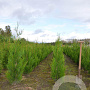 Thuja pl. 'Atrovirens' 100-125 cm met kluit