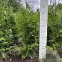 Thuja pl. 'Excelsa' 60-80 cm met kluit