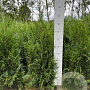 Thuja pl. 'Martin' 80-100 cm met kluit