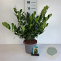 Prunus l. 'Mano' 50-60 cm 5,0L