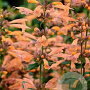 Agastache 'Mango Tango' GM P9