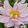 Anemone hybrida 'Mont Rose' GM 2,0L