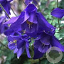Aquilegia alpina 'Navy Blue' GM P9