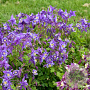 Aquilegia Earlybird Purple Blue GM P9