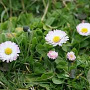Bellis perennis GM P9